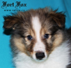 Xtrail Xerxes Fort Fox